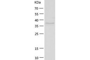 SH3GL3 Protein (AA 1-347) (His tag)