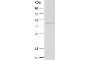 Western Blotting (WB) image for Endophilin-A3 (SH3GL3) (AA 1-347) protein (His tag) (ABIN7122775) (SH3GL3 Protein (AA 1-347) (His tag))