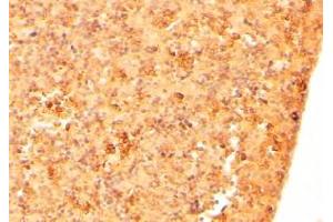 Immunohistochemistry (2μg/ml) staining of paraffin embedded Mouse Embryo Liver.