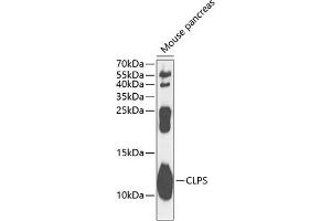 Western blot analysis of extracts of mouse pancreas, using CLPS antibody  at 1:1000 dilution. (CLPS Antikörper  (AA 18-112))