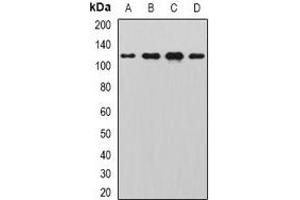 Western blot analysis of SNF1LK2 expression in Hela (A), HepG2 (B), mouse testis (C), rat testis (D) whole cell lysates.