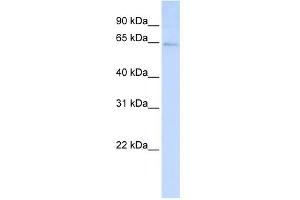 WB Suggested Anti-LRFN3 Antibody Titration:  0. (LRFN3 Antikörper  (C-Term))