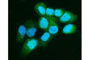 IF analysis of Apc5/ANAPC5 using anti-Apc5/ANAPC5 antibody (ABIN7599186).
