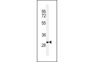 Western blot analysis of C19orf18 Antibody (Center) (ABIN653783 and ABIN2843070) in Ramos cell line lysates (35 μg/lane). (C19orf18 Antikörper  (AA 140-168))