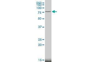 MECP2 monoclonal antibody (M01), clone 4B6 Western Blot analysis of MECP2 expression in MCF-7 . (MECP2 Antikörper  (AA 81-170))
