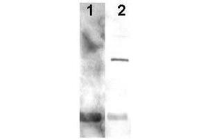 Western blot using  Affinity Purified anti-Alga PCNA antibody shows detection of a predominant band at ~29 kDa corresponding to PCNA (arrowhead lane 2). (PCNA Antikörper  (AA 55-71))