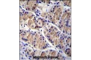 LRRC38 Antibody (C-term) (ABIN655842 and ABIN2845255) immunohistochemistry analysis in formalin fixed and paraffin embedded human stomach tissue followed by peroxidase conjugation of the secondary antibody and DAB staining. (LRRC38 Antikörper  (C-Term))