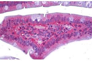 Anti-RAC1 antibody IHC staining of human small intestine. (RAC1 Antikörper)
