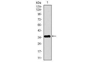 Image no. 1 for anti-Pancreatic Polypeptide (PPY) antibody (ABIN1490783) (PPY Antikörper)