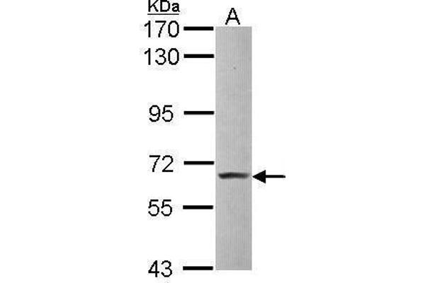 ZBTB7A antibody  (C-Term)