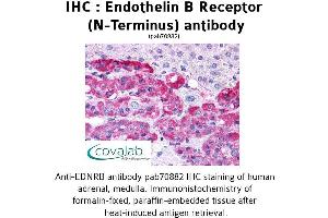 Image no. 1 for anti-Endothelin Receptor Type B (EDNRB) (Extracellular Domain), (N-Term) antibody (ABIN1734028) (EDNRB Antikörper  (Extracellular Domain, N-Term))