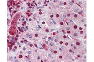 Immunohistochemistry (IHC) image for anti-Nuclear Receptor Subfamily 0, Group B, Member 2 (NR0B2) (AA 110-159) antibody (ABIN6741607)