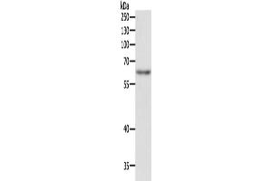 Western Blotting (WB) image for anti-TRAF3 Interacting Protein 2 (TRAF3IP2) antibody (ABIN2422287)