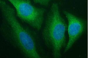 Immunofluorescence (IF) image for anti-T-cell surface glycoprotein CD1c (CD1C) antibody (ABIN2670668) (CD1c Antikörper)