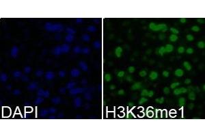 Immunofluorescence analysis of 293T cell using H3K36me1 antibody. (Histone 3 Antikörper  (H3K36me))