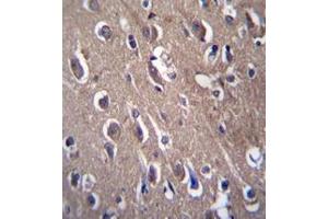 Immunohistochemistry analysis in formalin fixed and paraffin embedded human brain tissue reacted with PON2 Antibody (N-term) followed which was peroxidase conjugated to the secondary antibody and followed by DAB staining. (PON2 Antikörper  (N-Term))