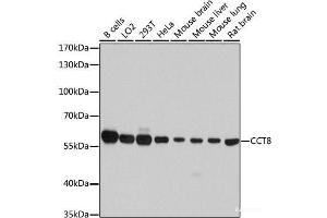Western blot analysis of extracts of various cell lines using CCT8 Polyclonal Antibody at dilution of 1:7000. (CCT8 Antikörper)