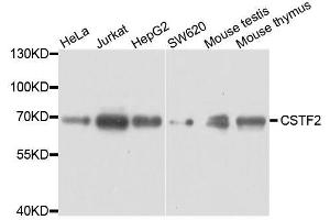 Western blot analysis of extracts of various cell lines, using CSTF2 antibody. (CSTF2 Antikörper  (AA 1-180))