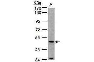 WB Image Sample(30 ug whole cell lysate) A:293T 7. (MMP12 Antikörper)