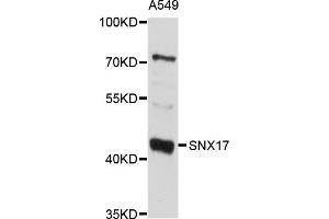 Western blot analysis of extracts of A-549 cells, using SNX17 antibody (ABIN4905260) at 1:1000 dilution. (SNX17 Antikörper)
