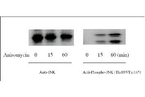 Western blot analysis of extracts from 1 μg/mL Anisomycin treated Hela cells. (JNK ELISA Kit)
