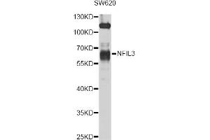 Western blot analysis of extracts of SW620 cells, using NFIL3 antibody (ABIN4904521) at 1:1000 dilution.