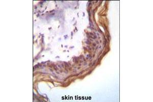 Kallikrein 7(KLK7) Antibody immunohistochemistry analysis in formalin fixed and paraffin embedded human skin tissue followed by peroxidase conjugation of the secondary antibody and DAB staining.