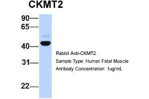Host: Rabbit Target Name: CKMT2 Sample Type: Human Fetal Muscle Antibody Dilution: 1. (CKMT2 Antikörper  (C-Term))