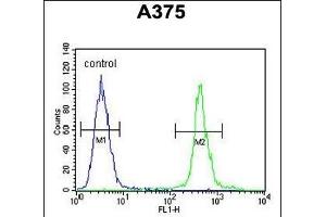 anti-Amyotrophic Lateral Sclerosis 2 (Juvenile) Chromosome Region, Candidate 11 (ALS2CR11) (AA 152-181), (N-Term) antibody