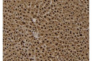 ABIN6279420 at 1/100 staining Rat liver tissue by IHC-P. (EIF2C3 Antikörper  (Internal Region))
