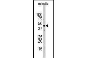 Western blot analysis of ACTB/ACTC Antibody in mouse testis tissue lysates (35ug/lane). (Actin Antikörper  (N-Term))