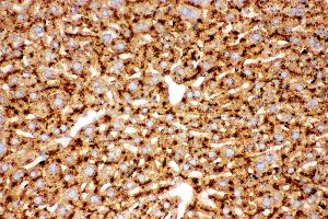 Anti-Cathepsin D Picoband antibody,  IHC(P): Mouse Liver Tissue (Cathepsin D Antikörper  (AA 65-410))
