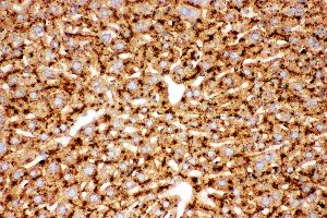 Anti-Cathepsin D Picoband antibody,  IHC(P): Mouse Liver Tissue