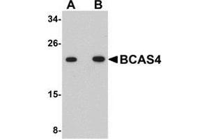 Western blot analysis of BCAS4 in 3T3 cell lysate with AP30127PU-N BCAS4 antibody at (A) 1 and (B) 2 μg/ml. (BCAS4 Antikörper  (N-Term))