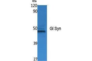 Western Blotting (WB) image for anti-Gl Syn (Internal Region) antibody (ABIN3178069) (Gl Syn (Internal Region) Antikörper)