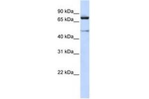 Image no. 1 for anti-Cullin 2 (CUL2) (C-Term) antibody (ABIN6744352) (Cullin 2 Antikörper  (C-Term))