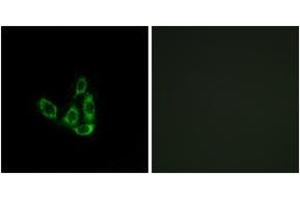 Immunofluorescence analysis of A549 cells, using GCNT3 Antibody. (GCNT3 Antikörper  (AA 226-275))