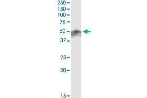 Immunoprecipitation of RNF32 transfected lysate using anti-RNF32 MaxPab rabbit polyclonal antibody and Protein A Magnetic Bead , and immunoblotted with RNF32 purified MaxPab mouse polyclonal antibody (B01P) . (RNF32 Antikörper  (AA 1-256))