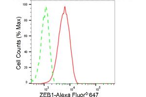 anti-Zinc Finger E-Box Binding Homeobox 1 (ZEB1) antibody