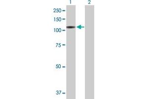 Western Blot analysis of VPS54 expression in transfected 293T cell line by VPS54 MaxPab polyclonal antibody.
