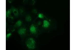 Anti-SPR mouse monoclonal antibody (ABIN2453684) immunofluorescent staining of COS7 cells transiently transfected by pCMV6-ENTRY SPR (RC205679). (SPR Antikörper)
