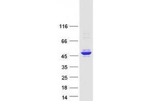 Western Blotting (WB) image for Tyrosyl-tRNA Synthetase 2, Mitochondrial (YARS2) protein (Myc-DYKDDDDK Tag) (ABIN2735711)