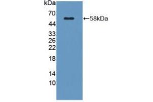 Western blot analysis of recombinant Mouse KLK1. (Kallikrein 1 Antikörper  (AA 27-261))