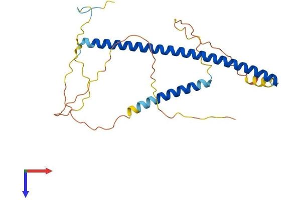 XBP1 Protein (AA 1-261) (His tag)