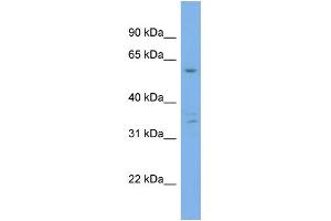 WB Suggested Anti-UBQLN4  Antibody Titration: 0.