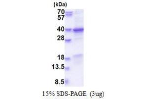 SDS-PAGE (SDS) image for Chromosome 7 Open Reading Frame 20 (C7orf20) (AA 1-327) protein (His tag) (ABIN5853544)