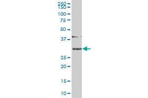 SLBP monoclonal antibody (M01), clone 2C4-1C8 Western Blot analysis of SLBP expression in Hela S3 NE . (SLBP Antikörper  (AA 1-270))