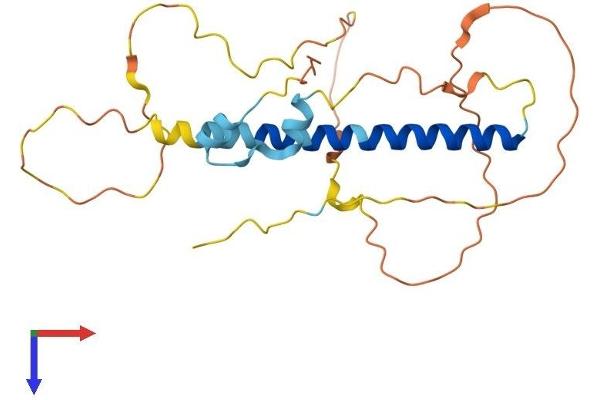 Chromosome 1 Open Reading Frame 190 (C1orf190) (AA 1-239) protein (His tag)