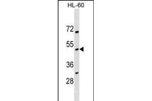 NOXO1 Antibody (Center) (ABIN1538016 and ABIN2849100) western blot analysis in HL-60 cell line lysates (35 μg/lane).