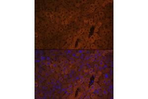 Immunofluorescence (IF) image for anti-UDP Glucuronosyltransferase 1 Family, Polypeptide A1 (UGT1A1) (AA 1-200) antibody (ABIN6149895)